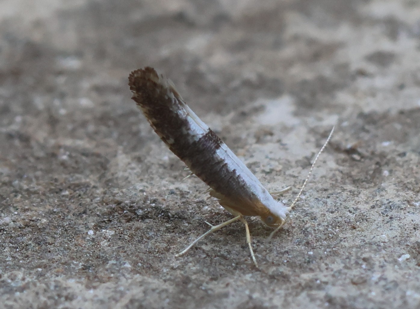 Photo of Blackthorn Argent (Argyresthia spinosella)